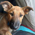 Photo of Possum