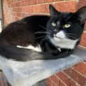 Photo of Luna