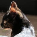 Photo of Umbreon