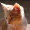 Photo of Flareon
