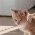 Photo of Flareon