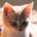 Photo of Flareon