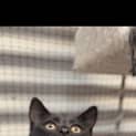 Photo of Stripes