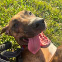 Photo of Belle