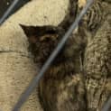 Photo of Treacle