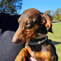 Photo of Stella