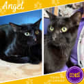 Photo of Angel