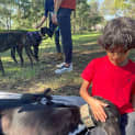 Photo of Hogan 5yo Greyhound