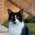 Photo of Jezze   2 Year Old Tuxedo Cat (Hold)