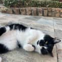 Photo of Jezze   2 Year Old Tuxedo Cat (Hold)