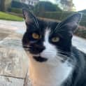 Photo of Jezze   2 Year Old Tuxedo Cat (Hold)