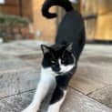 Photo of Jezze   2 Year Old Tuxedo Cat (Hold)