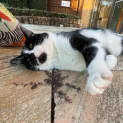Photo of Jezze   2 Year Old Tuxedo Cat (Hold)