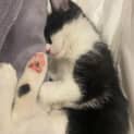 Photo of Poppy