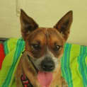 Photo of Bandit (60139)