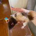 Photo of Baby Rat 1