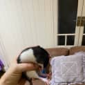 Photo of Baby Rat 2