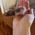Photo of Baby Rat 2
