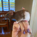 Photo of Baby Rat 3