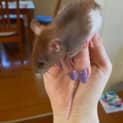 Photo of Baby Rat 3