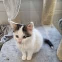Photo of Latte