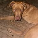 Photo of Thor