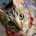 Photo of Felix