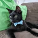 Photo of Nugget