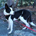 Photo of Bowen