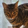 Photo of Tilly