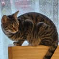 Photo of Tilly