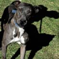 Photo of Roxy
