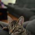 Photo of Star