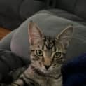 Photo of Star