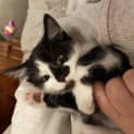 Photo of Sox (Was Patricia)