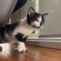 Photo of Sox (Was Patricia)