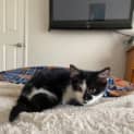 Photo of Sox (Was Patricia)