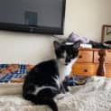 Photo of Sox (Was Patricia)