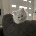 Photo of Snowflake