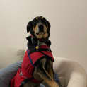 Photo of Juno