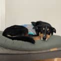 Photo of Juno