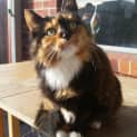 Photo of Lady