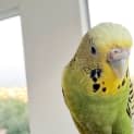 Photo of Apple 