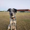 Photo of Macadamia