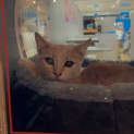 Photo of Rosie *9 Lives Project Rescue*