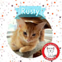 Photo of Rusty *9 Lives Project Rescue*