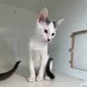 Photo of Ragamuffin