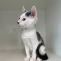 Photo of Ragamuffin