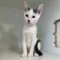 Photo of Ragamuffin