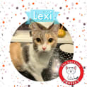 Photo of Lexi *9 Lives Project Rescue*